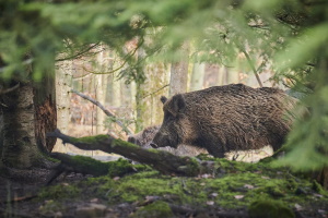 Chiedere il risarcimento dei danni causati da fauna selvatica alle colture